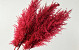 Pampas gras 110cm Rood