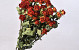 Roses en Spray Rouge 50cm, 10 pièces par bouquet