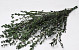 Eucalyptus Parvifolia 65cm Vert