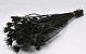 Nigella Orientalis 55cm Zwart