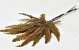 Fougère Ptéris Jaune 15-20cm
