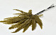 Saumfarn Olivgrün 15-20cm