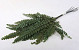 Ribbon Fern Green H20cm 6pcs 