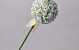 Allium Blanc 65cm