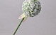 Allium White 65cm