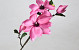 Magnolia Branch Pink 75cm