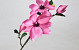Magnoliatak Roze 75cm