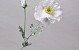 Poppy Flower White 64cm