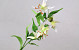 Gloriosa 70cm White