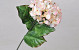 Hortensia 65cm Roze