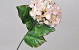Hydrangea 70cm Rosa