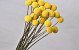 Craspedia XL Yellow, per stem