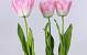 Tulpe 65cm rosa