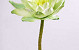 Waterlelie 90cm, 16cm licht-groen
