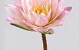 Water Lily 90cm, 16cm pink