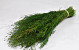 Herbe de Munni Vert 60cm