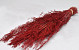 Herbe de Munni Rouge 60cm