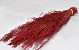 Munni grass Red 60cm