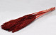 Nanal grass 75cm Red