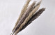 Dadang Pampas grass 120cm 