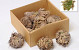 Rose von Jericho 7-Pack