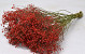 Gypsophila Rood 70cm (25 tak)