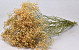 Gypsophila Peach 100cm (25 Branches)