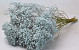 Gypsophila Blau 70cm (25 Zweige)