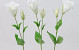 Lisianthus 42cm Weiss
