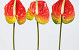 Anthurium 40cm - 10cm rood