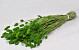 Bouquet Phalaris Vert Clair 70cm