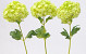 Viburnum 38cm vert