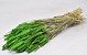 Triticum Spring Green (wheat) 70cm