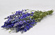 Bouquet Delphinium Bleu Mix 65cm