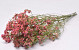 Limonium 45cm Rose Saumon