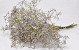 Limonium 60cm Hell Lila