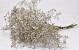 Limonium 60cm Licht Lila