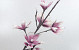 Foam Magnolia White/Lilac, D 18cm