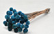 Craspedia Blauw 40pcs