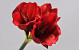 Amaryllis Spray Red 36cm