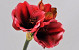Amaryllis RamifiÃ©e Mauve 36cm