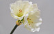Amaryllis Zweig Creme 36cm