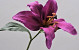 Lily Stem Lavend 33cm