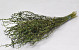 Lepidium Green 70cm 