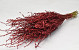 Lepidium Red 70cm 