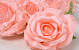 Rose Satin D10cm Pink