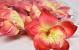Orchidée Rouge D14cm