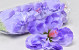 Hibiscus D14cm Violet