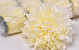 Chrysanthème D16cm Crème