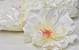 Hibiscus D14cm Cream